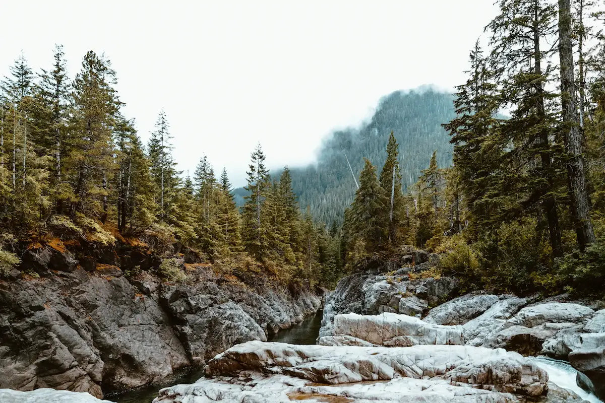 Hero Image - Forest and Mountains   